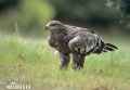 Степной орел фото (Aquila rapax) - изображение №596 onbird.ru.<br>Источник: www.naturephoto-cz.com